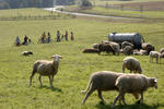 Radfahrer bei einer Schafswiese